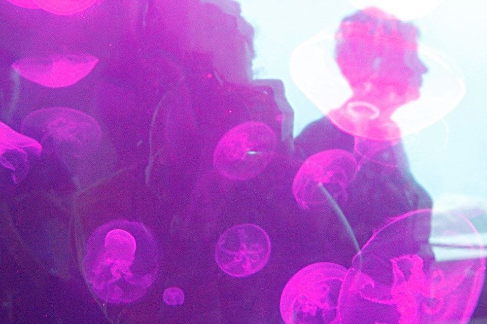 meduzy
